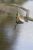 8- Look out below.jpg